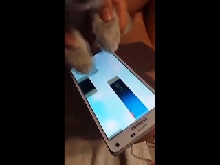 Cat,s Playing Piano game on Android