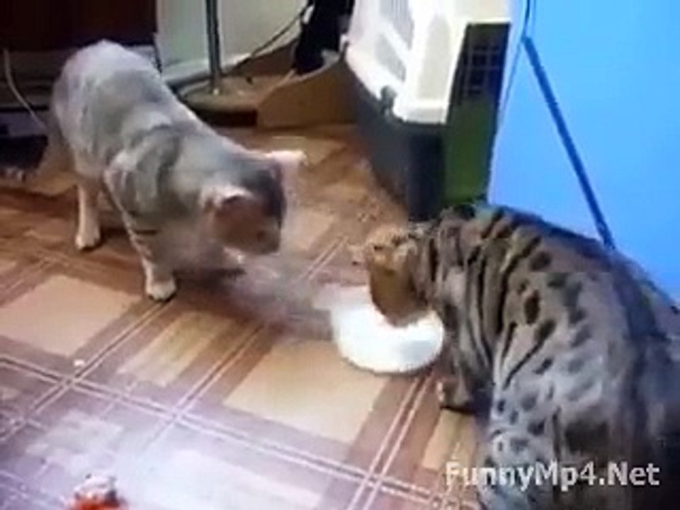 Whats App Most Funny Video