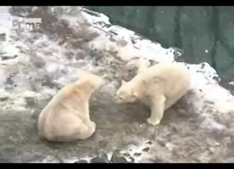 ブルノ動物園のトムとビルに誕生日のケーキのプレゼント (Nov.23 2008)