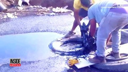 Un papa et son fils sauvent une chienne qui était sur le point de se noyer dans le goudron