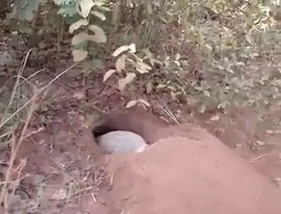 Murda khane wala janwar