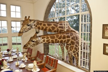 Un hébergement extraordinaire au Kenya  Le manoir aux girafes