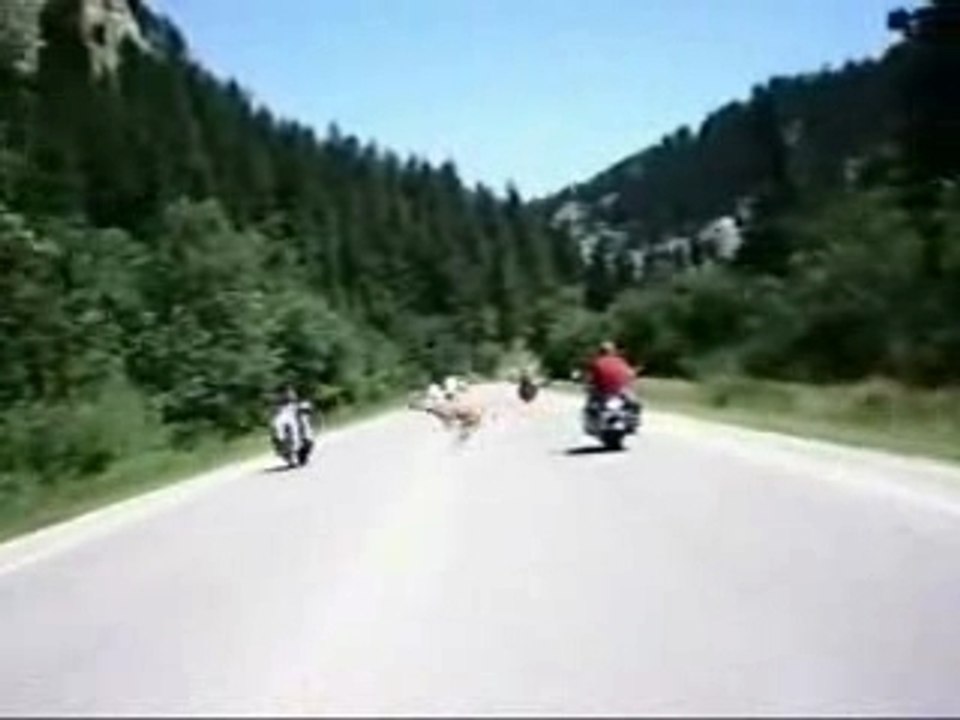 Deer jumps over motorcyclist