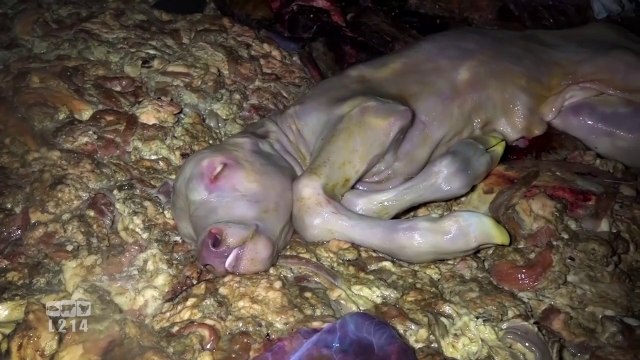 L'association L214 diffuse de nouvelles images d'un abattoir de Limoges