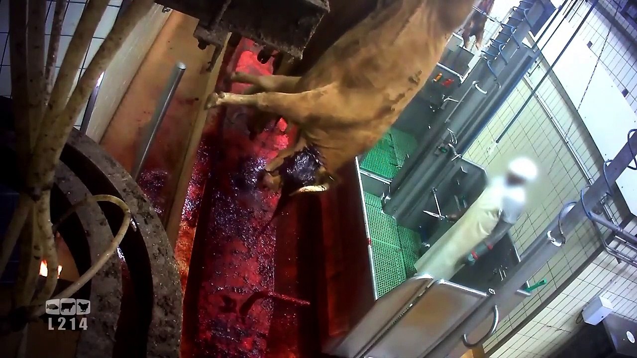 L'association L214 diffuse de nouvelles images d'un abattoir de Limoges