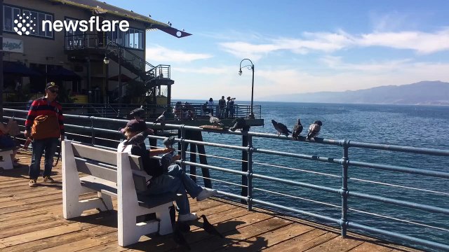 Man is covered in pigeons he is feeding