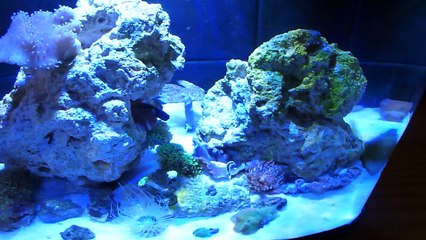 12 Gallon Tank Overview