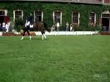 Dressage a montier en der