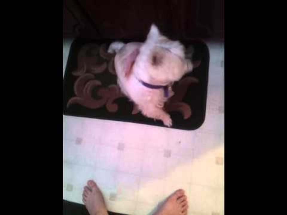 Dog Left Confused After Treat "Disappears"