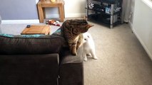 Adorable Puppy Meets The Family Cat For The First Time