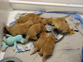 Golden Retriever Puppies Fun with Milk