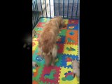 Golden Retriever Puppies Newborn to 12 weeks time-lapse video