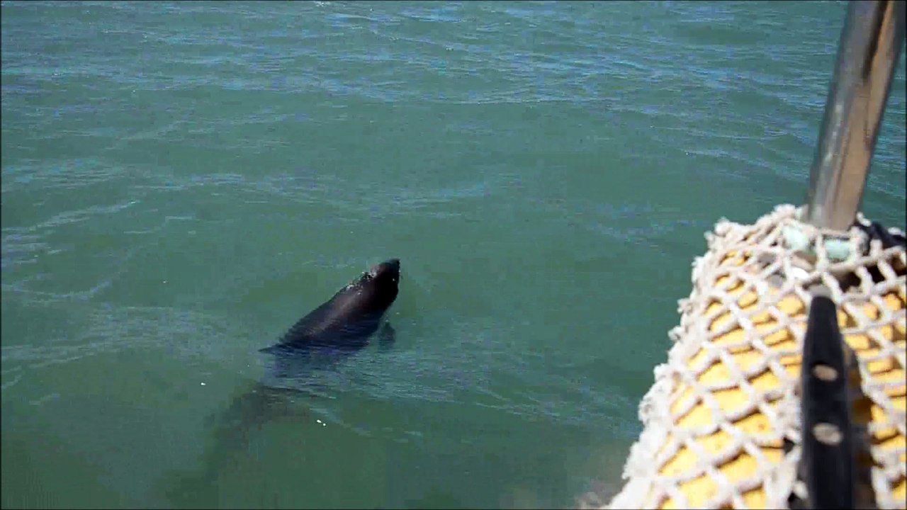 Dauphins australs