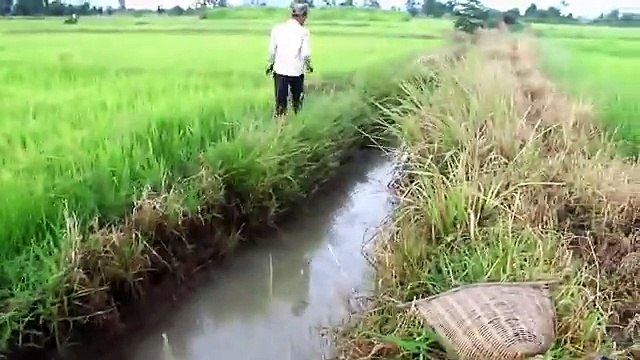 Net Fishing In Battambang Province -Khmer Cast Net Fishing-Cambodia Traditional Fishing (P