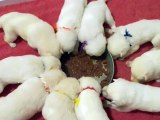 sadies puppies eating first time