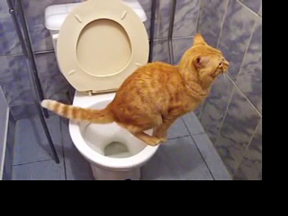 cute cats