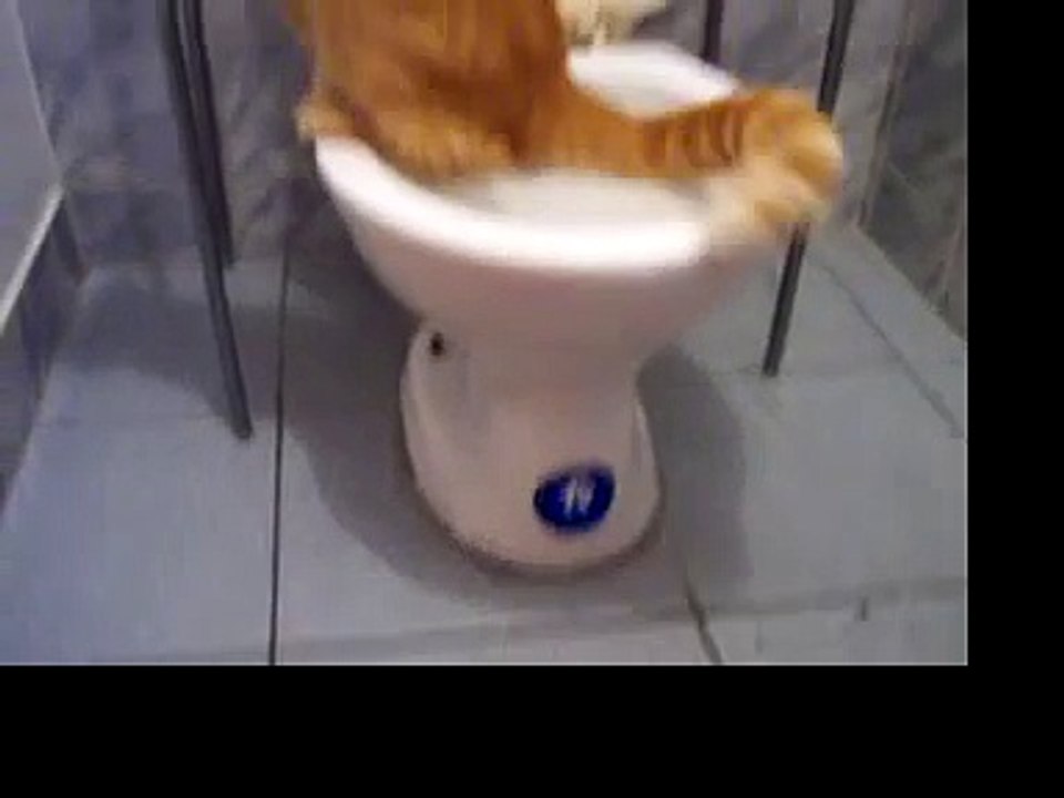 Gato en el excusado II