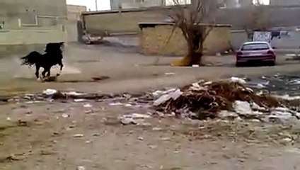 arap atı dans edıyor