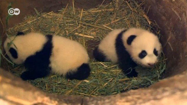 Pandas gêmeos ganham nome em Viena