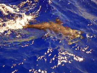 Dolphins Sea Trip