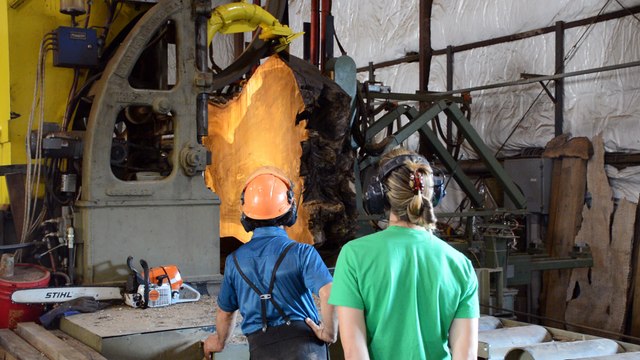 Talarico Hardwoods Cutting a figured English Walnut Root Burl on a Band Mill