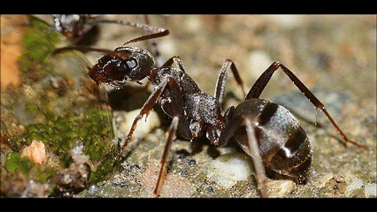 Απεντομώσεις κατσαρίδες Κηφισιά 2ΙΙ.4ΙΙ4ΙΙΟ Απολυμάνσεις κατσαρίδες Κηφισιά Μυοκτονίες Κηφισιά μυρμήγκια σκόρο ψύλλους τσιμπούριακουνούπια μύγες ποντίκια κοριούς σαράκι Disinfestation cockroaches Kifisia Deratization Kifisia ants moth fleas ticks mosquito