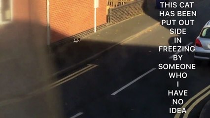 Sad Cat Video- That Will Make You Cry