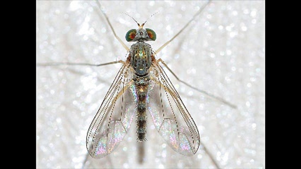 Απεντομώσεις κατσαρίδες Άλιμος 2ΙΙ.4ΙΙ4ΙΙΟ Απολυμάνσεις κατσαρίδες Άλιμος Μυοκτονίες Άλιμος μυρμήγκια σκόρο ψύλλους τσιμπούριακουνούπια μύγες ποντίκια κοριούς σαράκι Disinfestation cockroaches Alimos Deratization Alimos ants moth fleas ticks mosquitoes