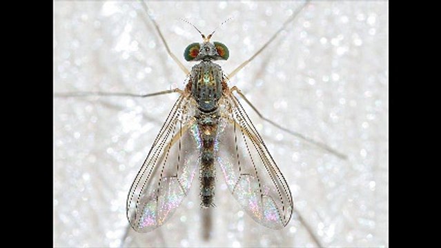 Απεντομώσεις κατσαρίδες Άλιμος 2ΙΙ.4ΙΙ4ΙΙΟ Απολυμάνσεις κατσαρίδες Άλιμος Μυοκτονίες Άλιμος μυρμήγκια σκόρο ψύλλους τσιμπούριακουνούπια μύγες ποντίκια κοριούς σαράκι Disinfestation cockroaches Alimos Deratization Alimos ants moth fleas ticks mosquitoes