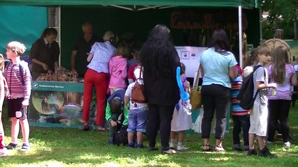 Festyn - Radio Zachód