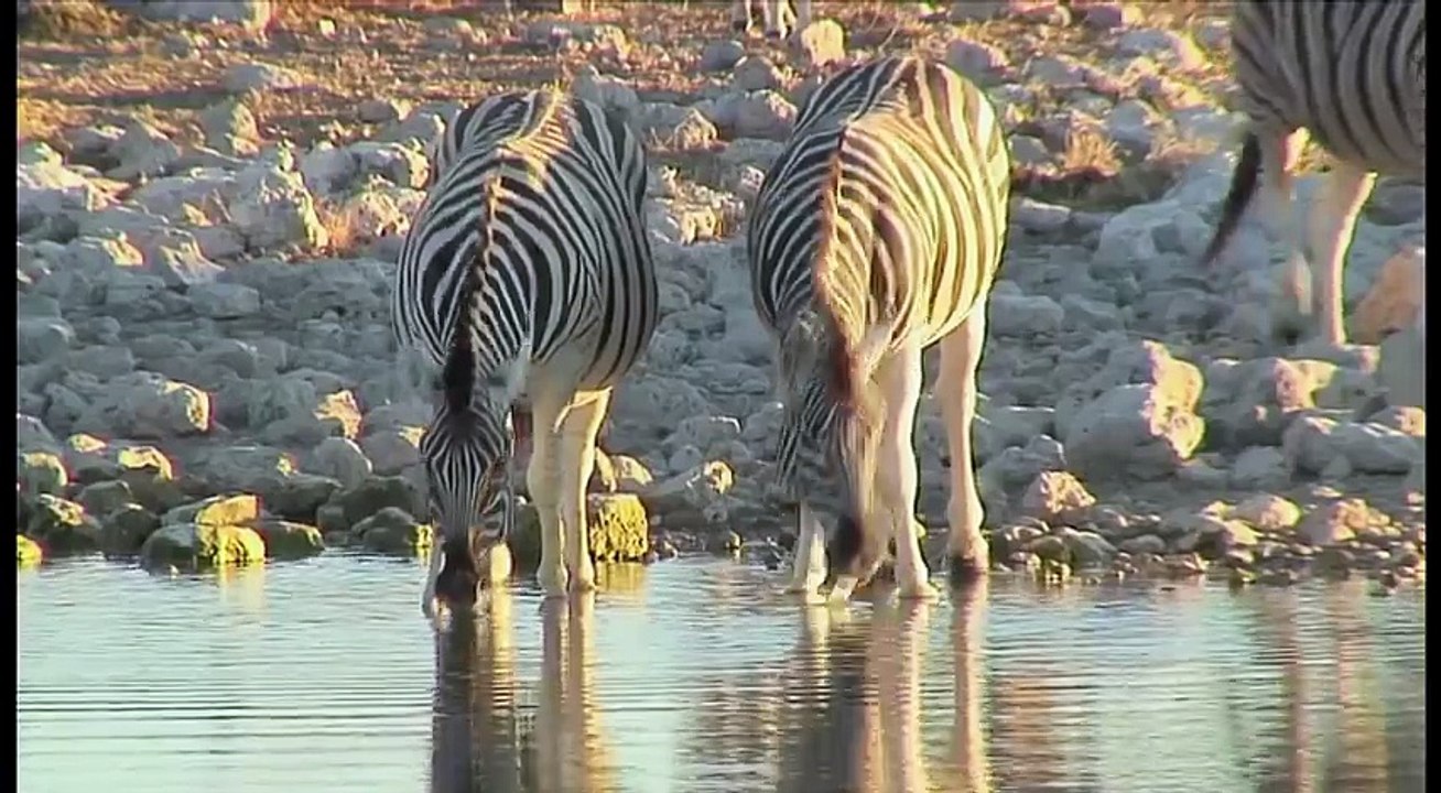 Spongebob Squarepants | Squidward's Embarassing Moment | Nick