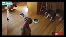 best-trained-amp-disciplined-dogs-2