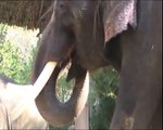 Elephant Speaks Korean