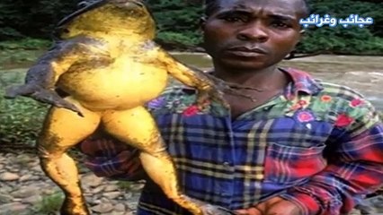 اكبر ضفادع يمكن ان تراها في حياتك .. Biggest Frog