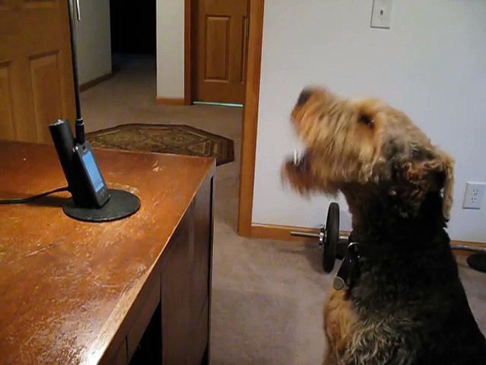 Le chien s’ennuie tellement de son maître que ce dernier doit lui téléphoner. Attendez de voir la scène!