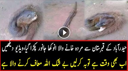 Murdoon Ko Khane Wala Anokha Janwar...