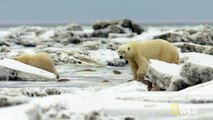 The Life of a Polar Bear Cub | Destination WILD