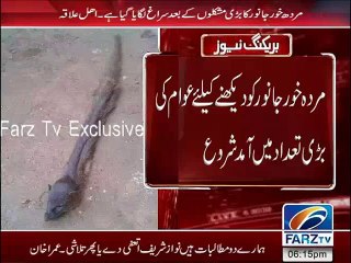 Murdoon Ko Khane Wala Anokha Janwar...