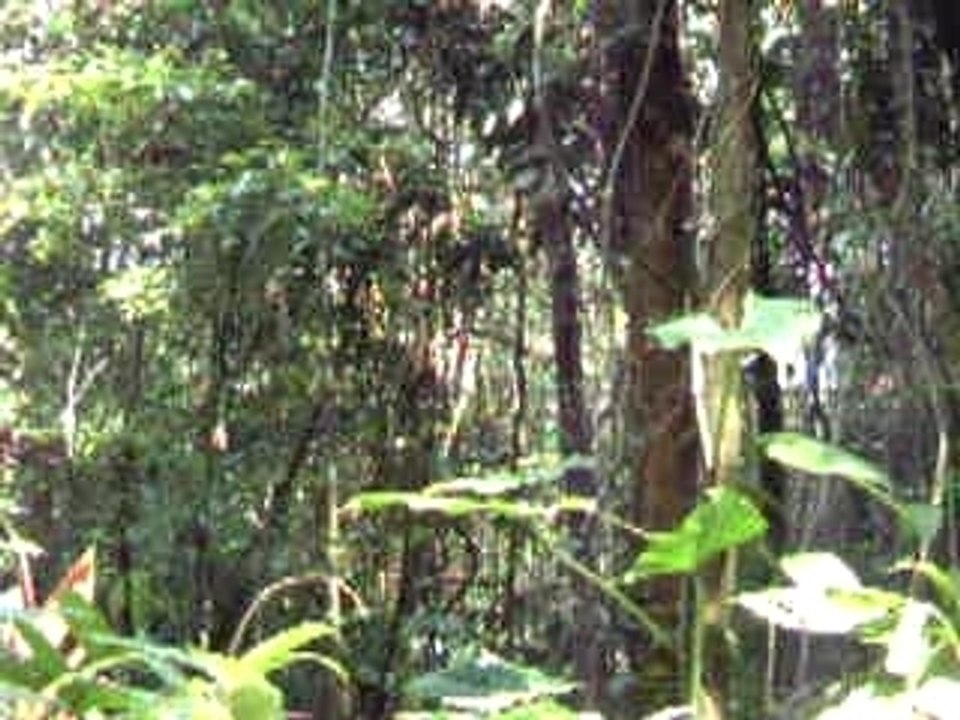 Monkey sounds $'"'"~!@#$%^*()_+,.;":?/