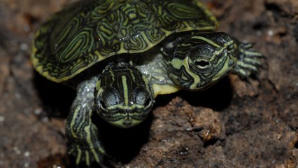 Top 10 Weird Two-Headed Animals