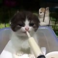 Cute Kitten Feeding Super Cute Animal Vİdeos