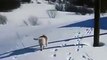 Labrador Enjoys The Snow Animal Vİdeos