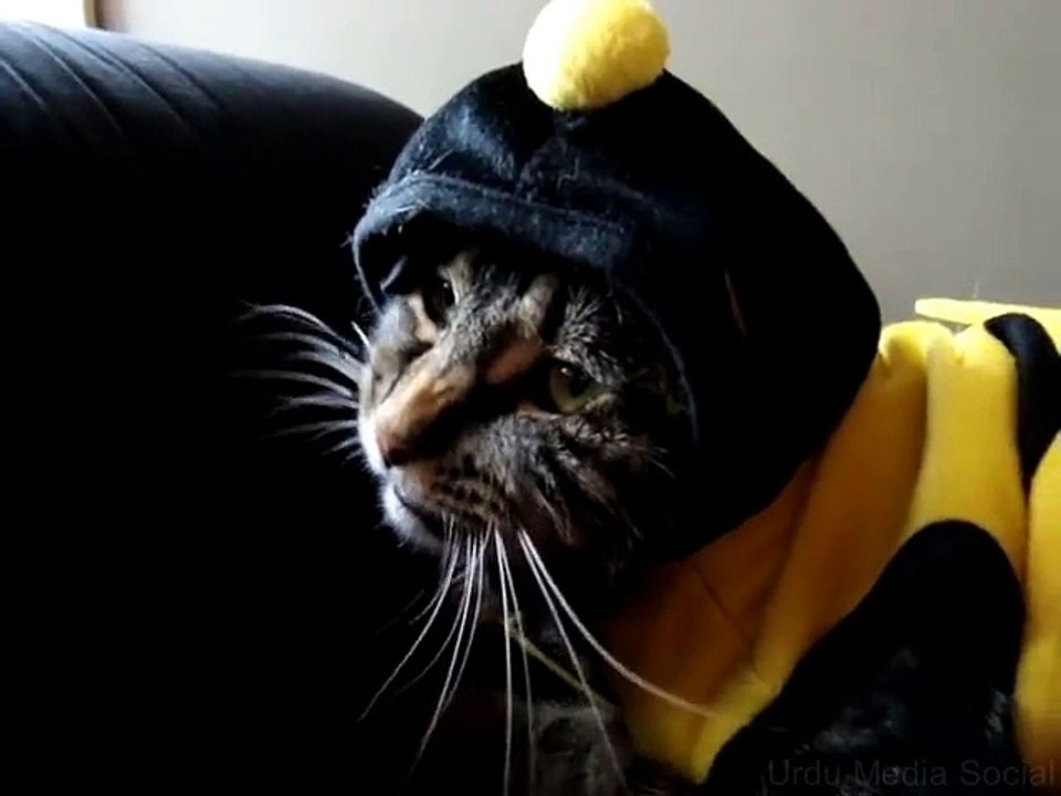 Epic fail for cat's bumble bee Halloween costume