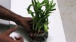 VASTU - Lucky Bamboo plant brings wealth and prosperity in your life