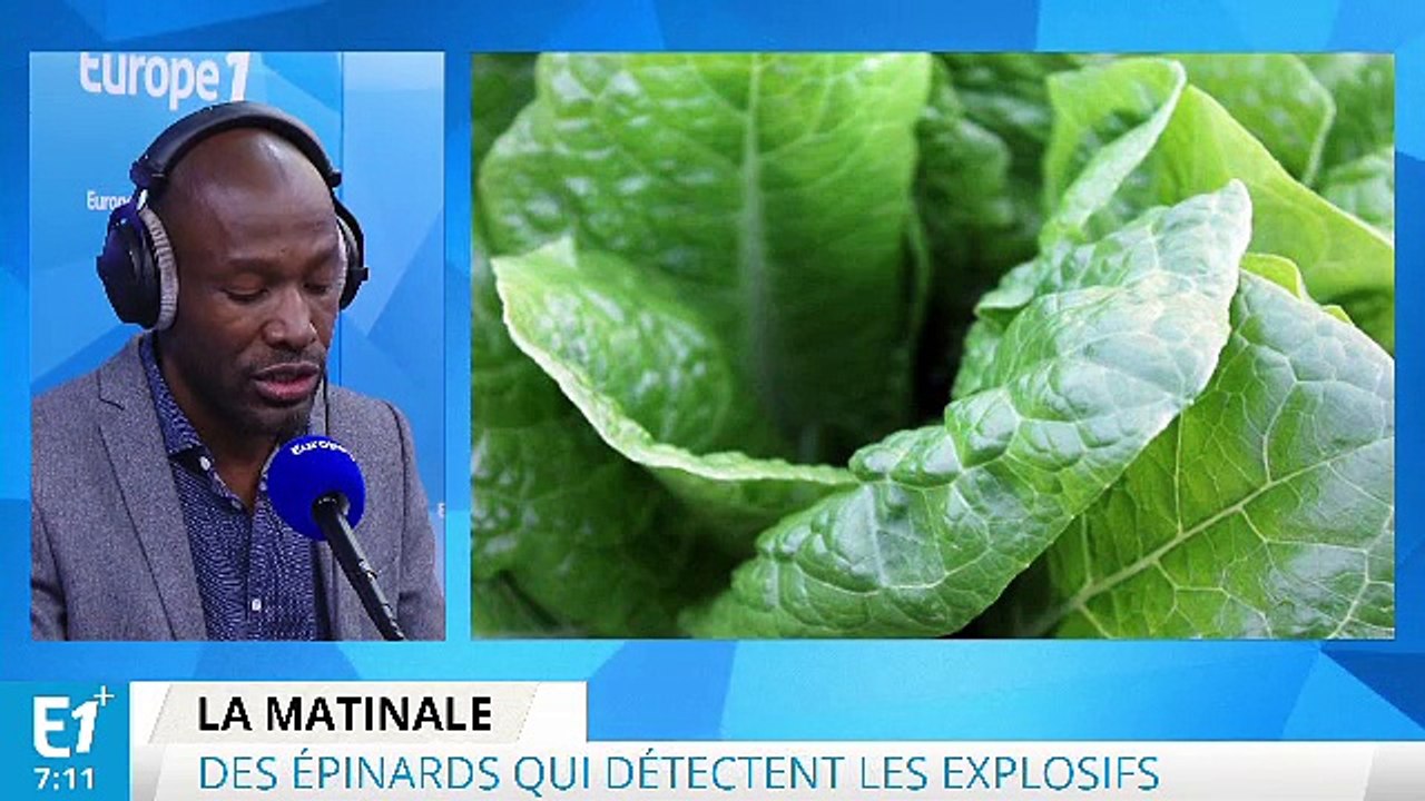 Des épinards détecteurs d'explosifs