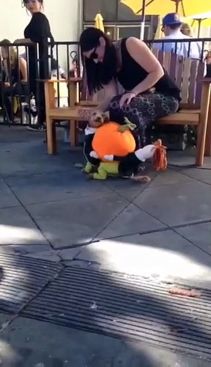 halloween  dog