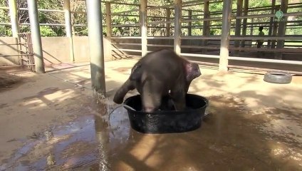 Cet éléphanteau s'est amusé un peu trop 2016 HD