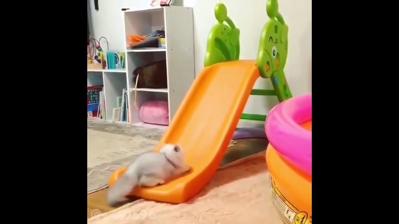 Funny Cats Compilation - Funny Cats Videos Try Not To Laugh #1 - Dailymotion