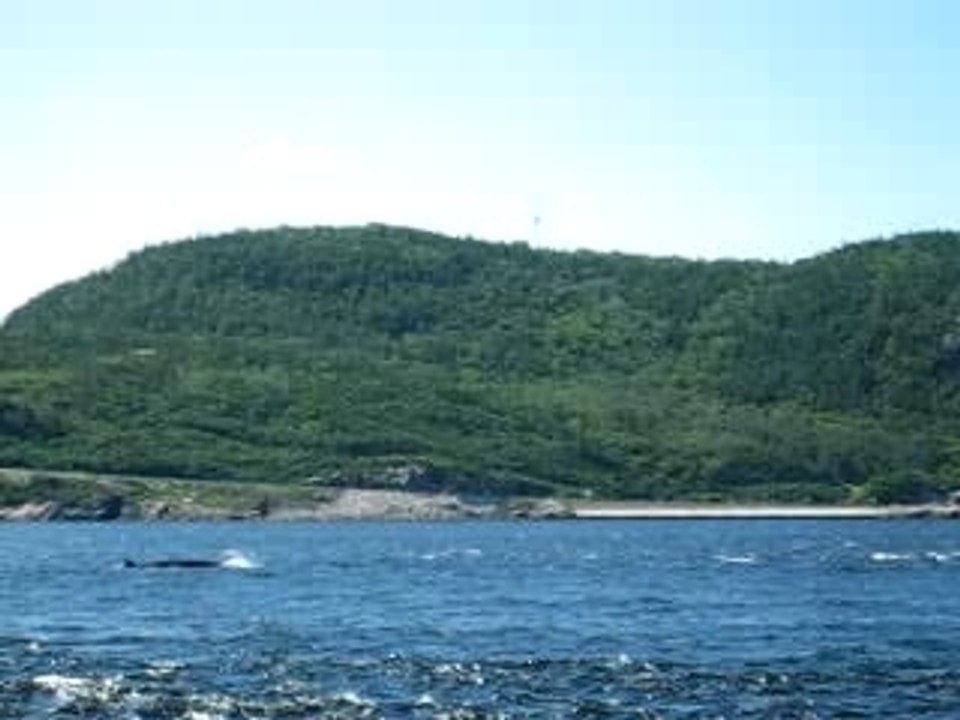 baleine au saguenay