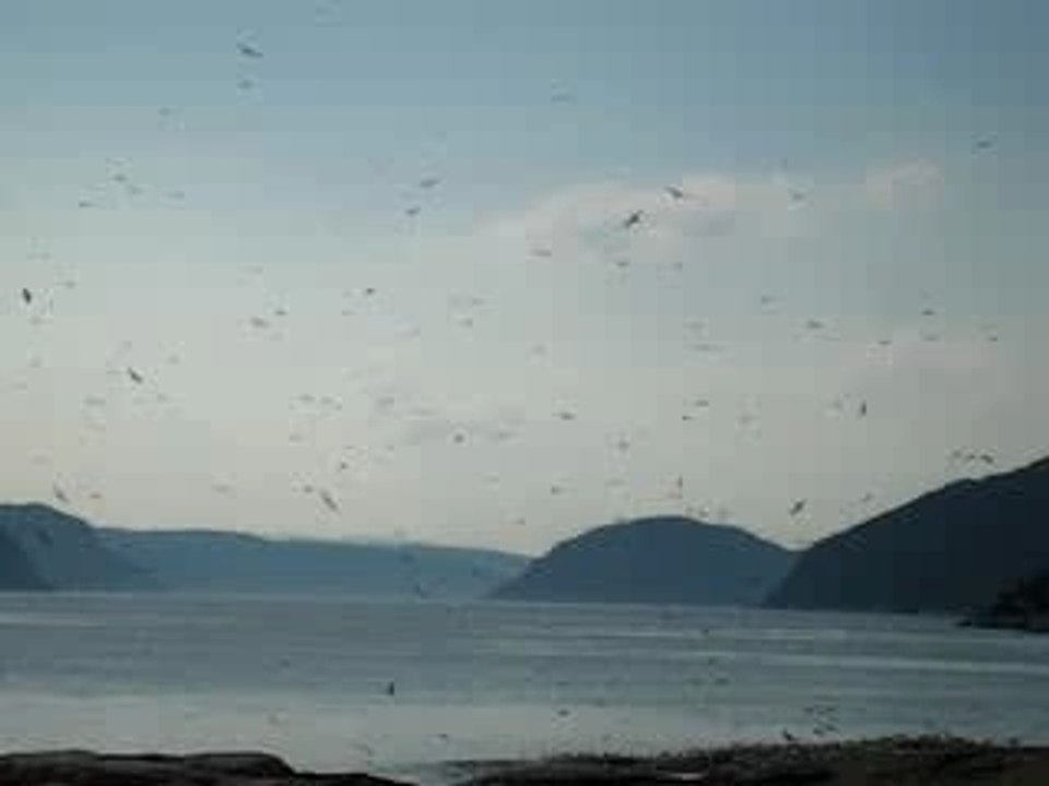 oiseaux